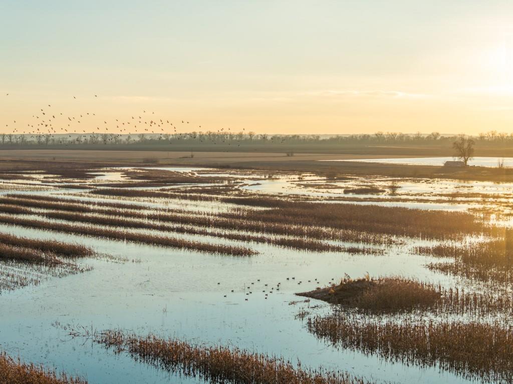 Listing Photo MLS #HMS2592841